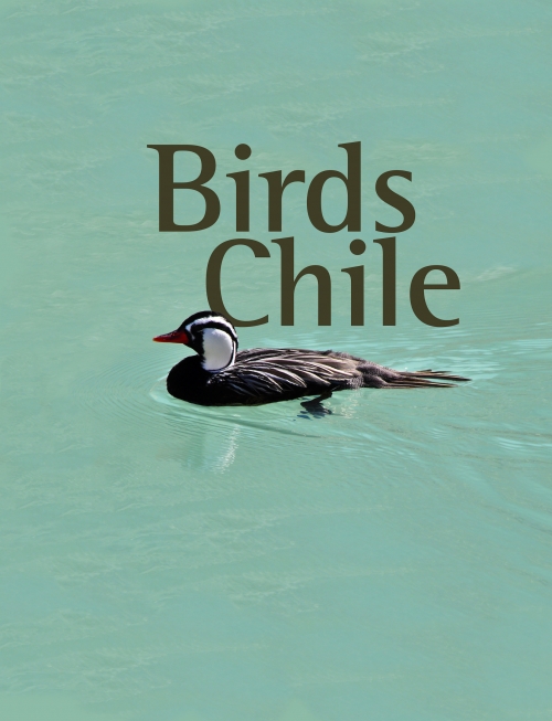 Birds Chile